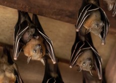 Unlocking the Secrets of Bat Echolocation: What You Need to Know