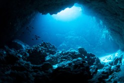 Exploring the Biodiversity of Marine Life in the Great Barrier Reef