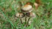 Exploring the World of Fungi: Understanding its Importance and Diversity